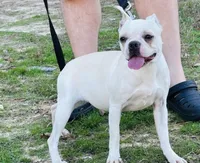 Sugar (AKC CREAM) , a female Boston Terrier for sale in Camden, AR – 1 of 2