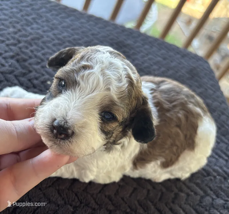 Hercules (sable parti)  – Poodle - Toy  puppy for sale in Camden, AR