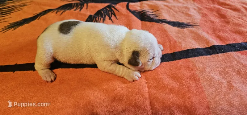 Ares – Boston Terrier puppy for sale in Camden, AR
