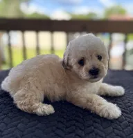 Uno (akc), a male Poodle - Toy  for sale in Camden, AR – 3 of 4