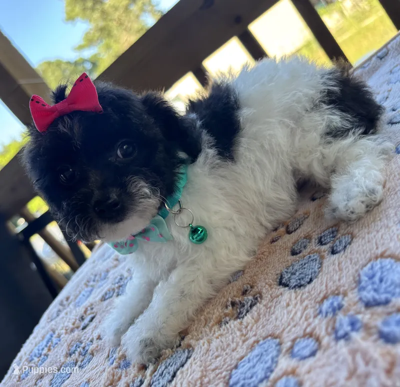 Ellie – Poodle - Toy  puppy for sale in Camden, AR