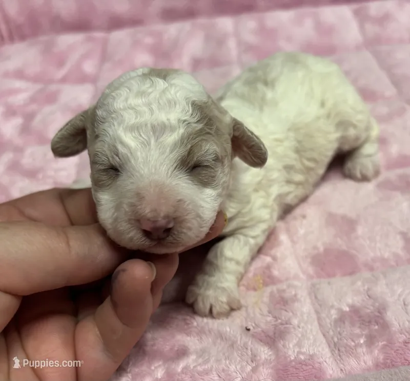 Amber  – Poodle - Toy  puppy for sale in Camden, AR