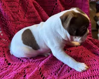 Tux (akc), a male Boston Terrier for sale in Camden, AR – Photo 3 of 3