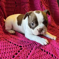 Tux (akc), a male Boston Terrier for sale in Camden, AR – Photo 2 of 3