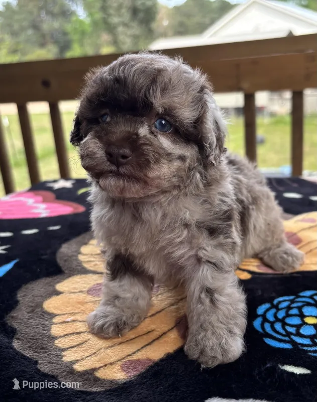 Choc Merle special – Poodle - Toy  puppy for sale in Camden, AR