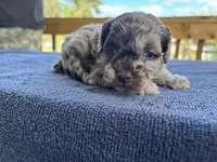 Choc Merle special, a male Poodle - Toy  for sale in Camden, AR – Photo 3 of 4