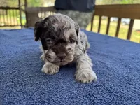 Choc Merle special, a male Poodle - Toy  for sale in Camden, AR – Photo 2 of 4