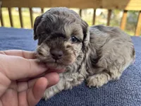 Choc Merle special, a male Poodle - Toy  for sale in Camden, AR – Photo 1 of 4