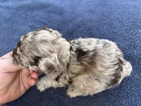 Choc Merle special, a male Poodle - Toy  for sale in Camden, AR – Photo 4 of 4