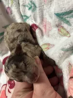 Twilight(choc merle) , a male Poodle - Miniature  for sale in Camden, AR – Photo 4 of 4