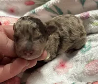 Twilight(choc merle) , a male Poodle - Miniature  for sale in Camden, AR – Photo 2 of 4