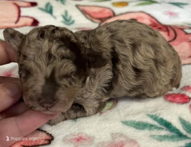 Twilight(choc merle) 