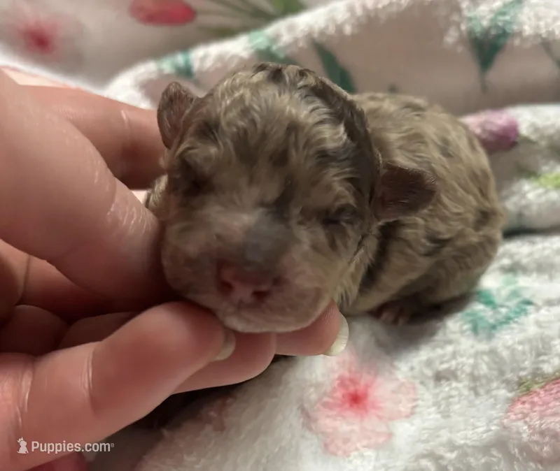 Twilight(choc merle) 