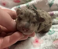 Twilight(choc merle) , a male Poodle - Miniature  for sale in Camden, AR – Photo 1 of 4