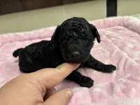 Sephora , a female Poodle - Toy  for sale in Camden, AR – 4 of 4