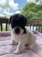 Titan (chocolate parti), a male Poodle - Toy  for sale in Camden, AR – 4 of 7