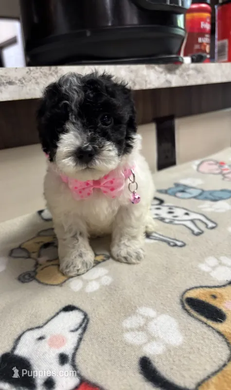 Itsy bitsy  – Poodle - Toy  puppy for sale in Camden, AR