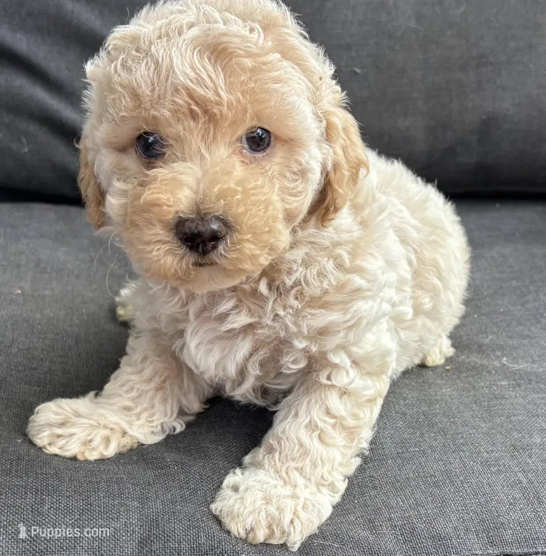 Jet (blue eye), a male Poodle - Miniature  for sale in Camden, AR – Photo 1 of 3
