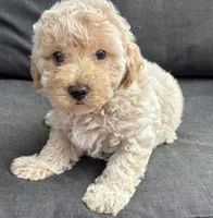 Jet (blue eye), a male Poodle - Miniature  for sale in Camden, AR – Photo 1 of 3