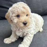 Jet (blue eye), a male Poodle - Miniature  for sale in Camden, AR – Photo 2 of 3