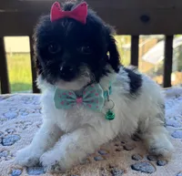 Ellie, a female Poodle - Toy  for sale in Camden, AR – 6 of 6