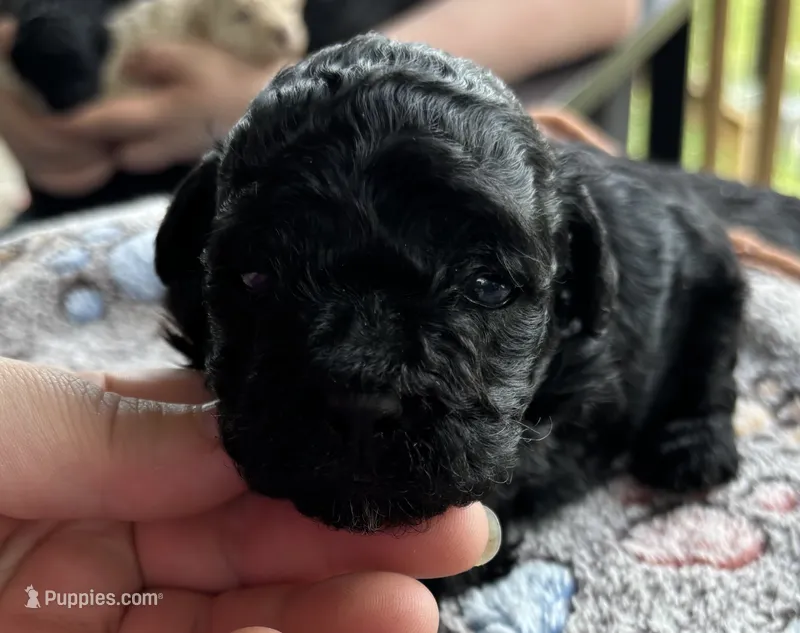 Onyx – Poodle - Toy  puppy for sale in Camden, AR