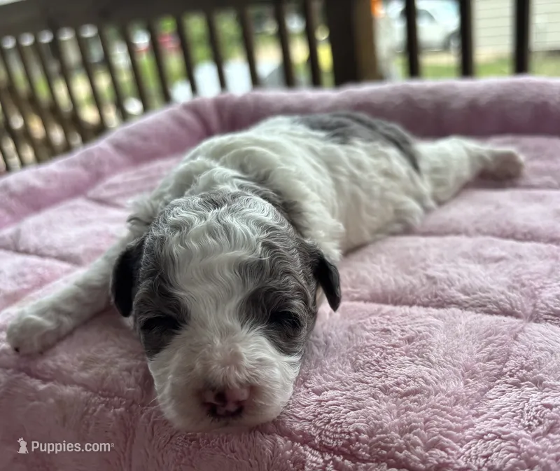 Topez  – Poodle - Toy  puppy for sale in Camden, AR