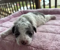 Topez , a male Poodle - Toy  for sale in Camden, AR – 1 of 3