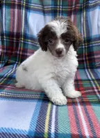 Teddy, a male Poodle - Toy  for sale in Camden, AR – Photo 4 of 4