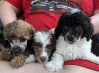 Teddy, a male Poodle - Toy  for sale in Camden, AR – Photo 3 of 4