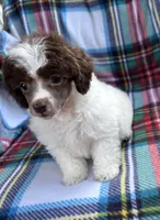 Teddy, a male Poodle - Toy  for sale in Camden, AR – Photo 1 of 4
