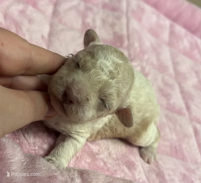 Citrine  – Poodle - Toy  puppy for sale in Camden, AR