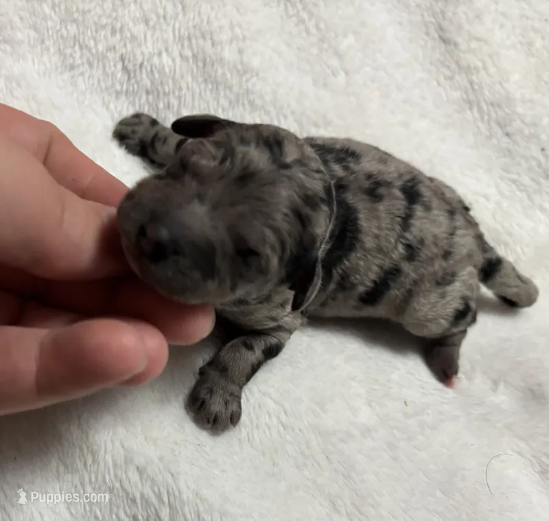 Zero (akc)  – Poodle - Toy  puppy for sale in Camden, AR