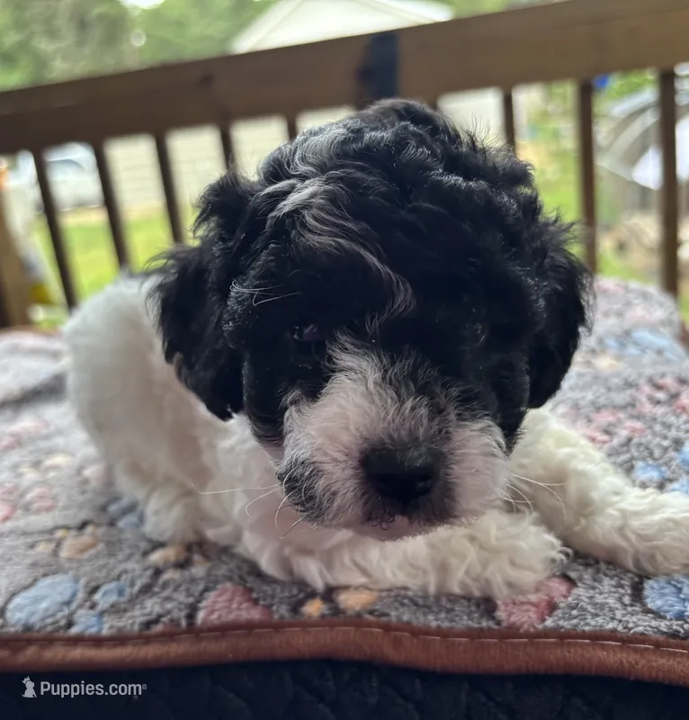 Discordia  – Poodle - Toy  puppy for sale in Camden, AR