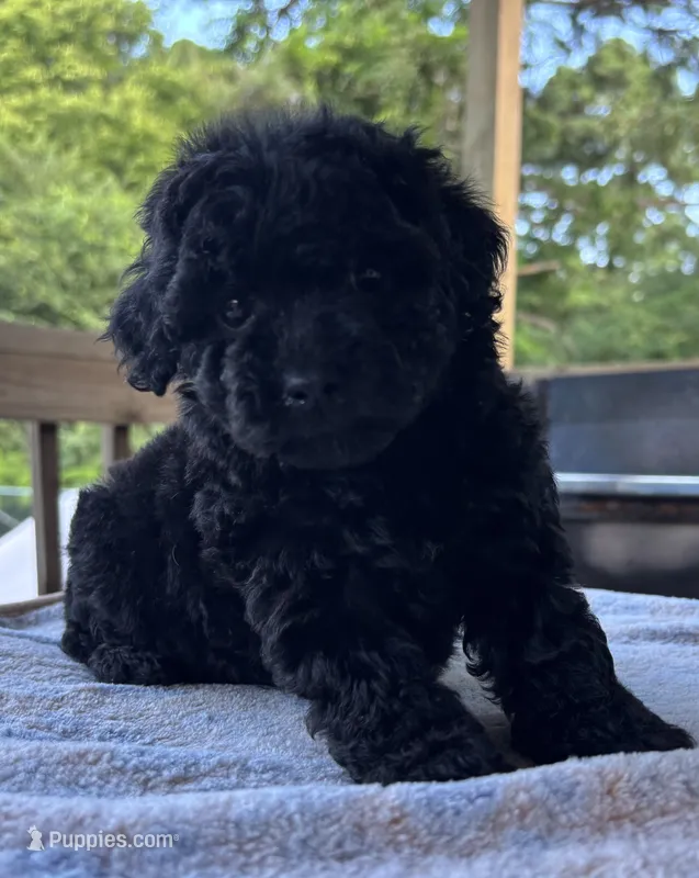 Chanel – Poodle - Toy  puppy for sale in Camden, AR
