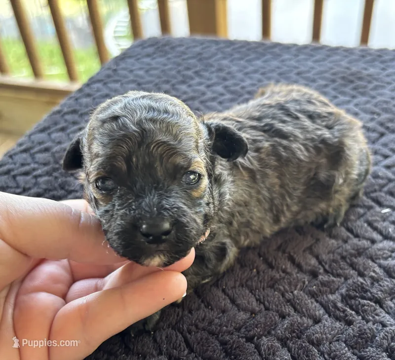 Caspian – Poodle - Toy  puppy for sale in Camden, AR