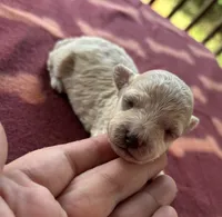 Marshmellow , a female Poodle - Toy  for sale in Camden, AR – 1 of 2