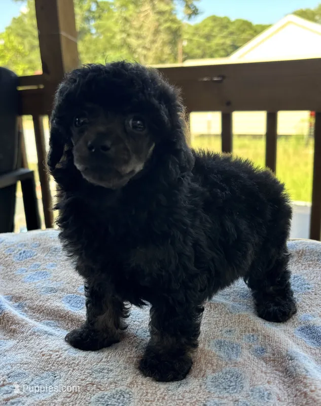 Sephora  – Poodle - Toy  puppy for sale in Camden, AR