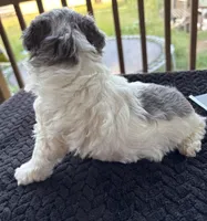 Topez (Merle with blue eyes), a male Poodle - Toy  for sale in Camden, AR – 6 of 7