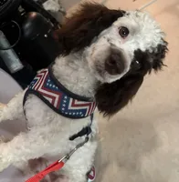 Monty (brown phantom parti), a male Poodle - Miniature  for sale in Camden, AR – 3 of 6