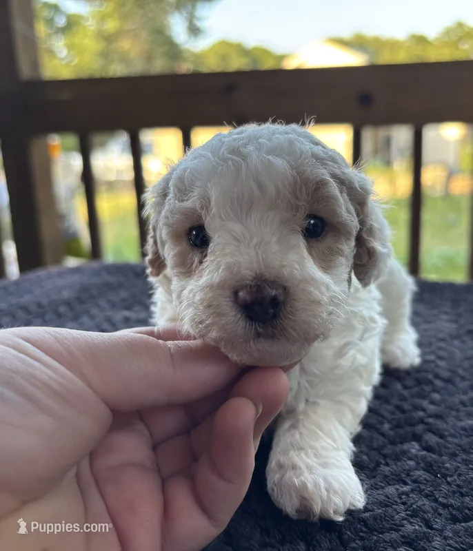 Amber  – Poodle - Toy  puppy for sale in Camden, AR