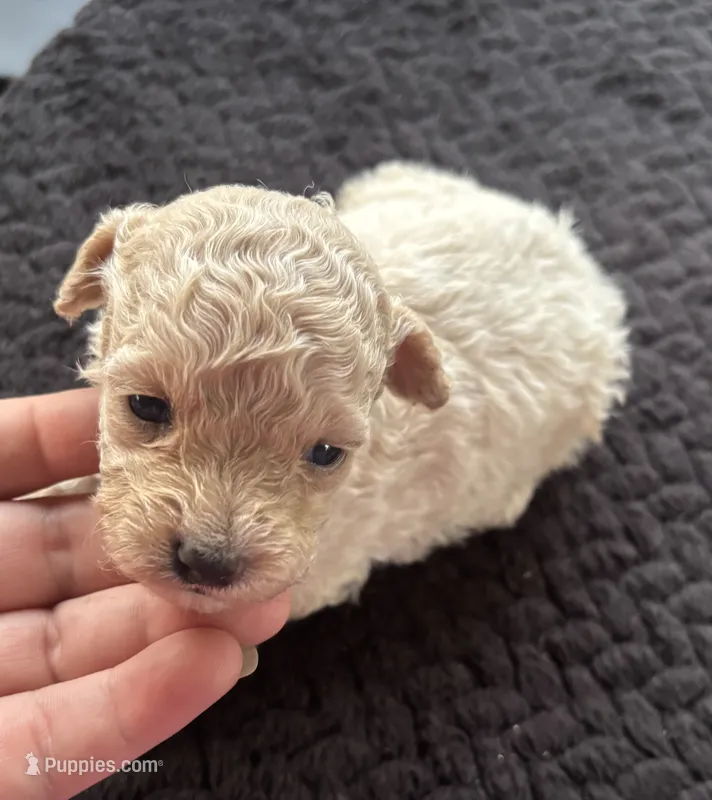Marshmellow  – Poodle - Toy  puppy for sale in Camden, AR