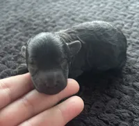 Poseidon , a female Poodle - Toy  for sale in Camden, AR – 2 of 2
