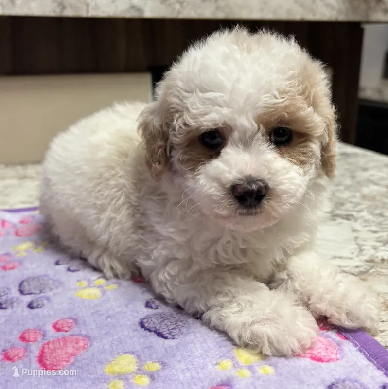 Amber  – Poodle - Toy  puppy for sale in Camden, AR