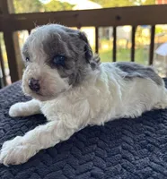 Topez (Merle with blue eyes), a male Poodle - Toy  for sale in Camden, AR – 7 of 7