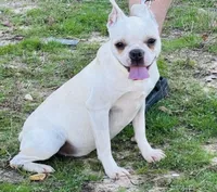 Sugar (AKC CREAM) , a female Boston Terrier for sale in Camden, AR – 2 of 2