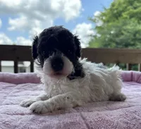 Titan (chocolate parti), a male Poodle - Toy  for sale in Camden, AR – 5 of 7