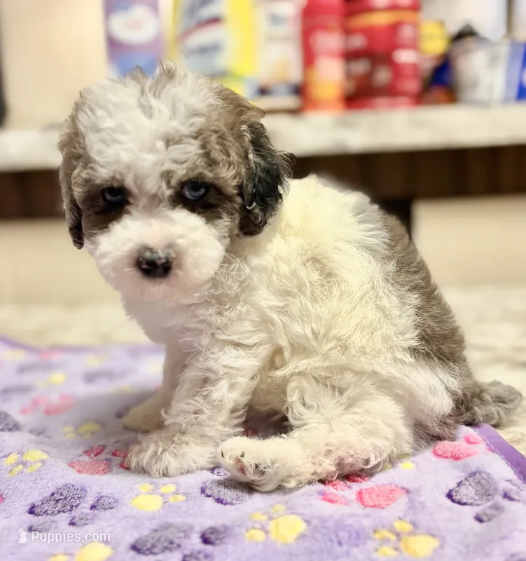 Topez (Merle with 2 blue eyes) – Poodle - Toy  puppy for sale in Camden, AR