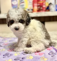 Topez (Merle with 2 blue eyes), a male Poodle - Toy  for sale in Camden, AR – 1 of 7