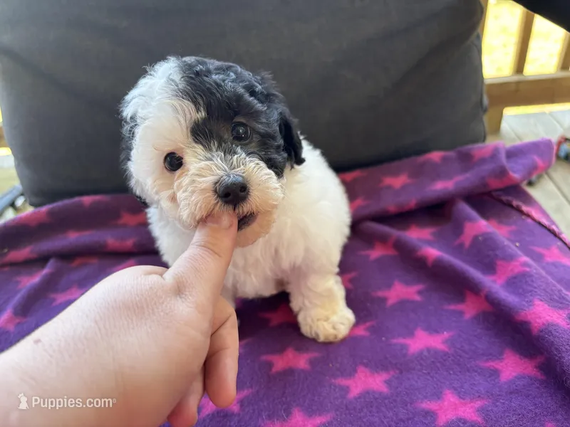 Special needs, a male Poodle - Miniature  for sale in Camden, AR – Photo 1 of 1